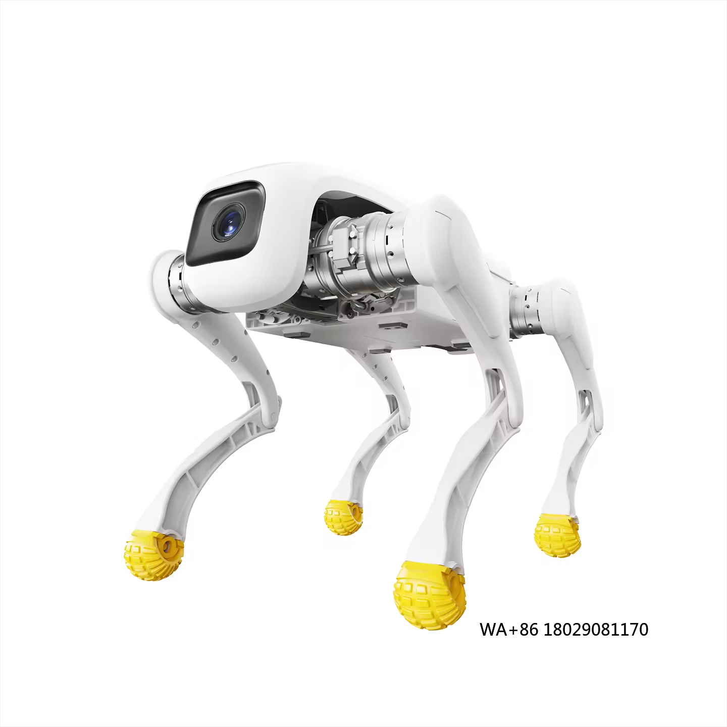 Dog Toys - Robot per cani di design Giocattolo