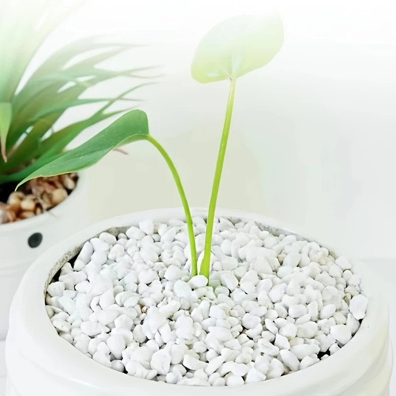 Pet Beds - 1L di alta qualità perlite succulente