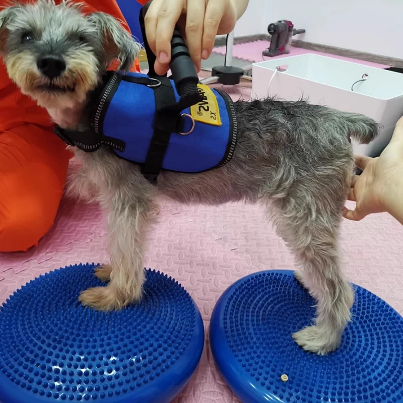 Ausili per l'allenamento dei c - Flying Disc Dog Training Toy recensione e prezzo