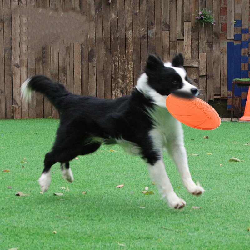 Giocattolo interattivo con dis - Flying Disc Dog Training Toy recensione e prezzo