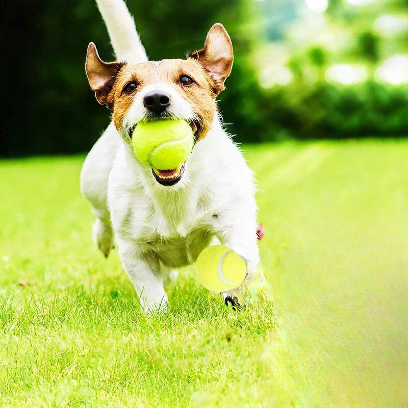 Giocattolo da masticare intera - Interactive Squeaky Plush Dog Toy recensione e prezzo