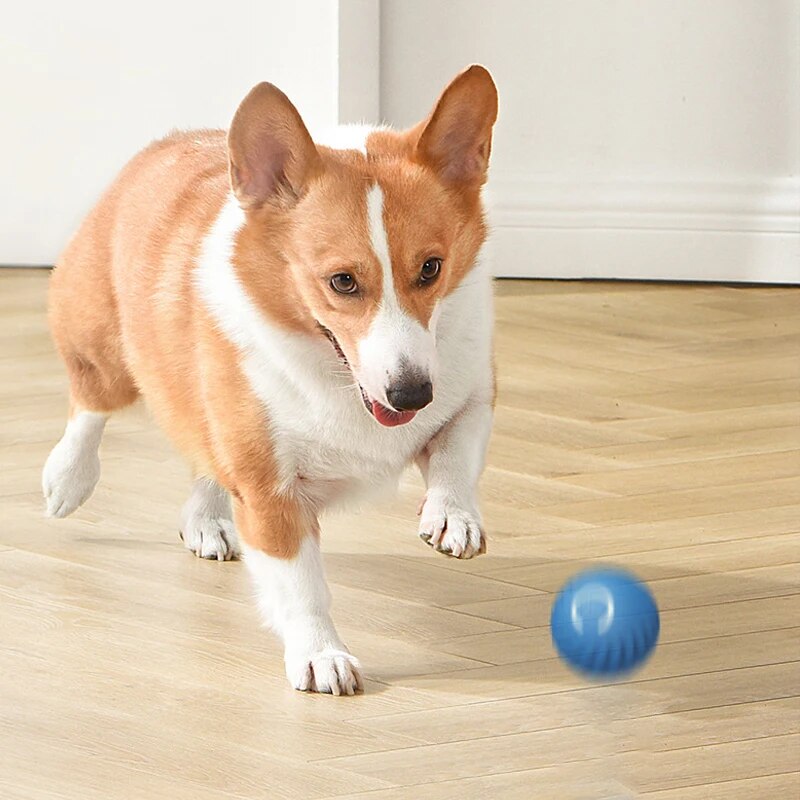 Giocattoli per cani Palla per  - Suction Cup Dog Tug Toy recensione e prezzo