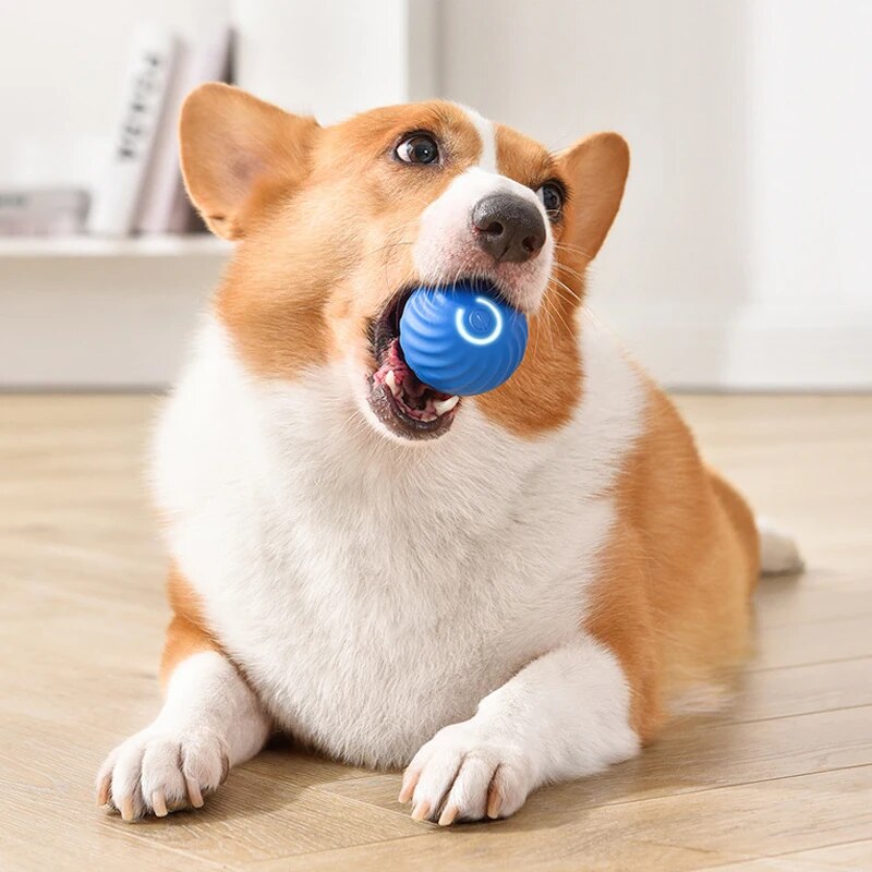 Giocattoli per cani Palla per  - Suction Cup Dog Tug Toy recensione e prezzo